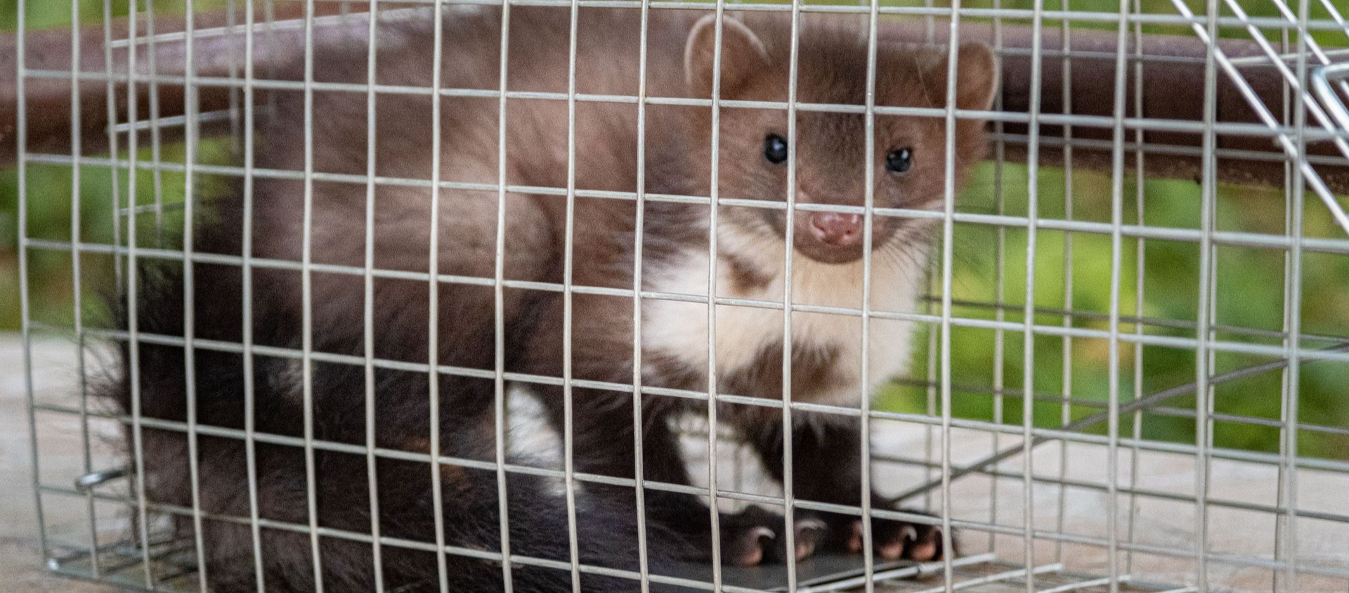 Une martre des pins brune et blanche piégée dans une cage métallique.