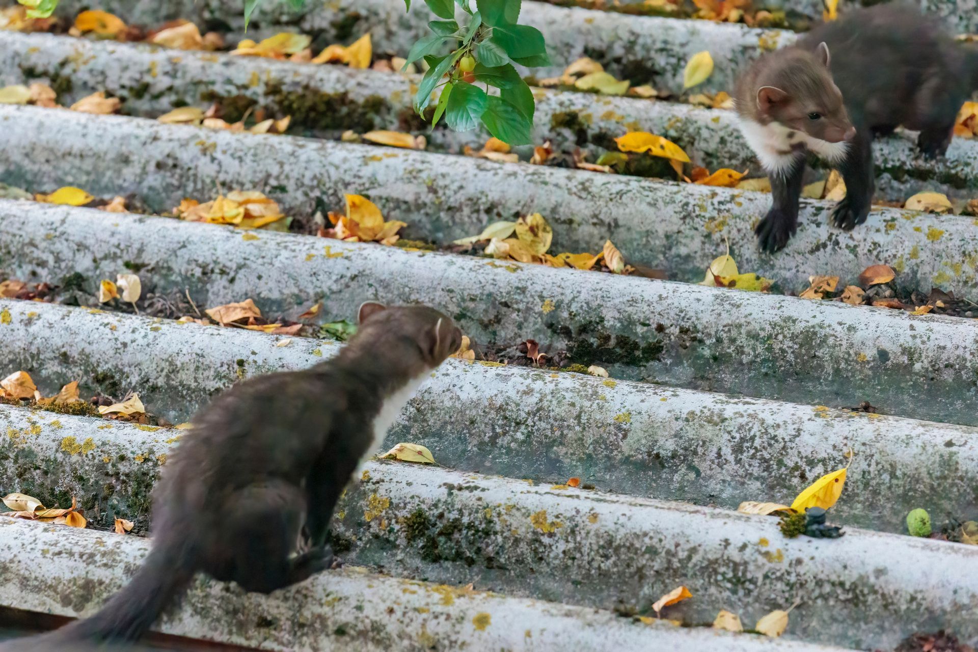Deux martres brun foncé sur une surface ondulée et délabrée, jonchée de feuilles d'automne. L'une est immobile, l'autre s'approche.