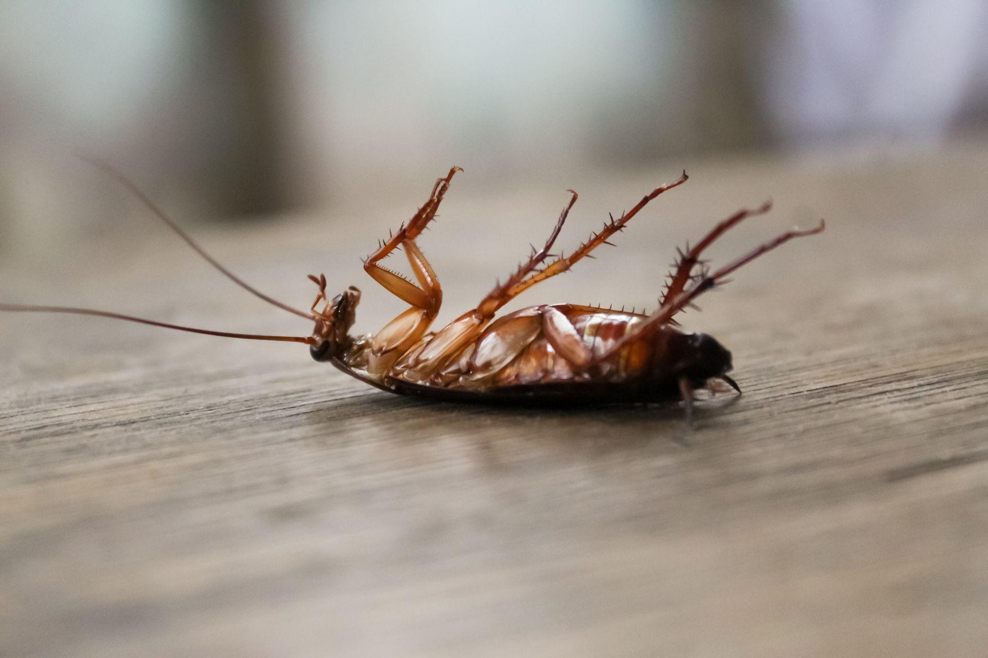 Cafard mort gisant sur le dos sur une surface en bois.