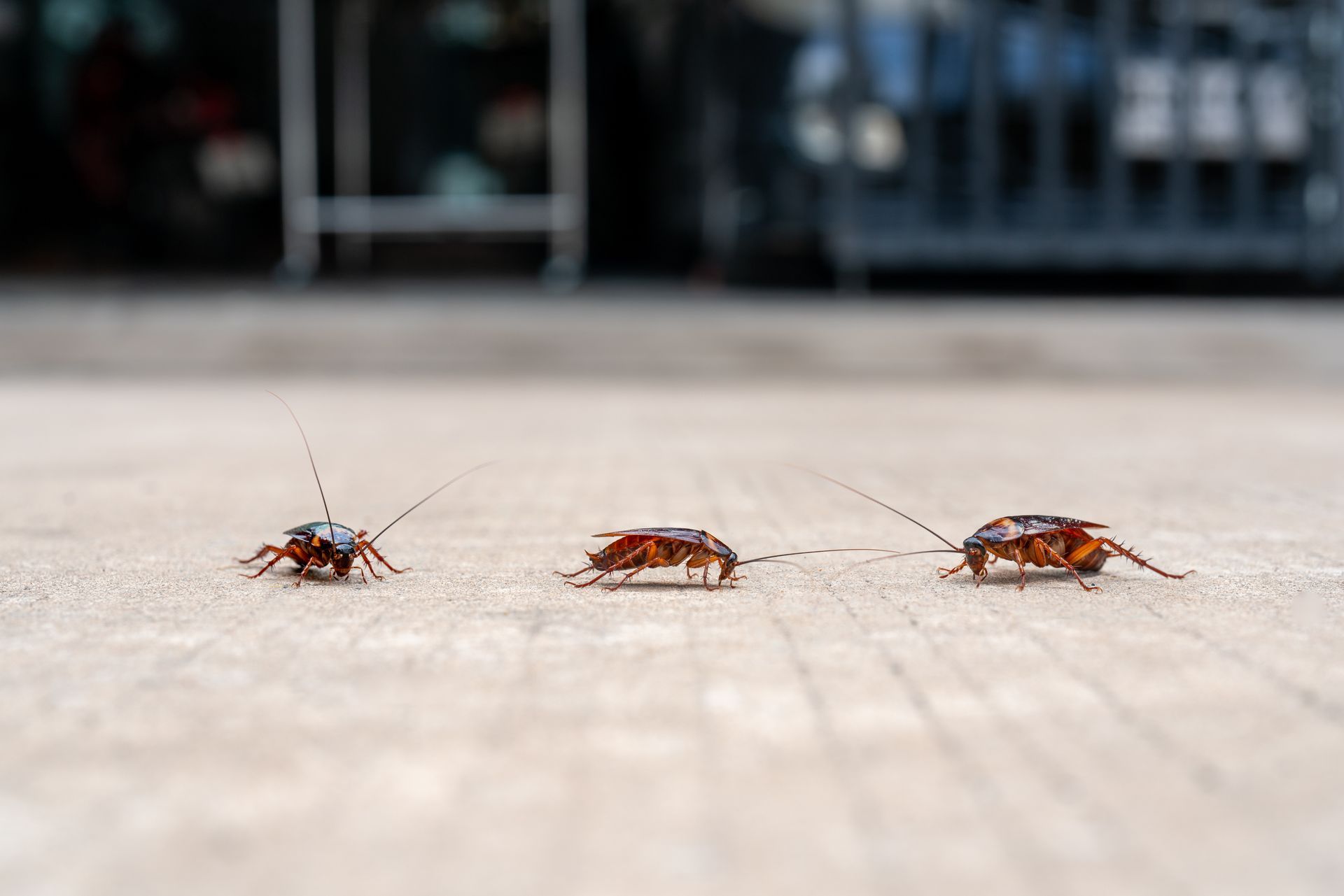 Trois cafards sur une surface en béton gris clair, vue rapprochée.