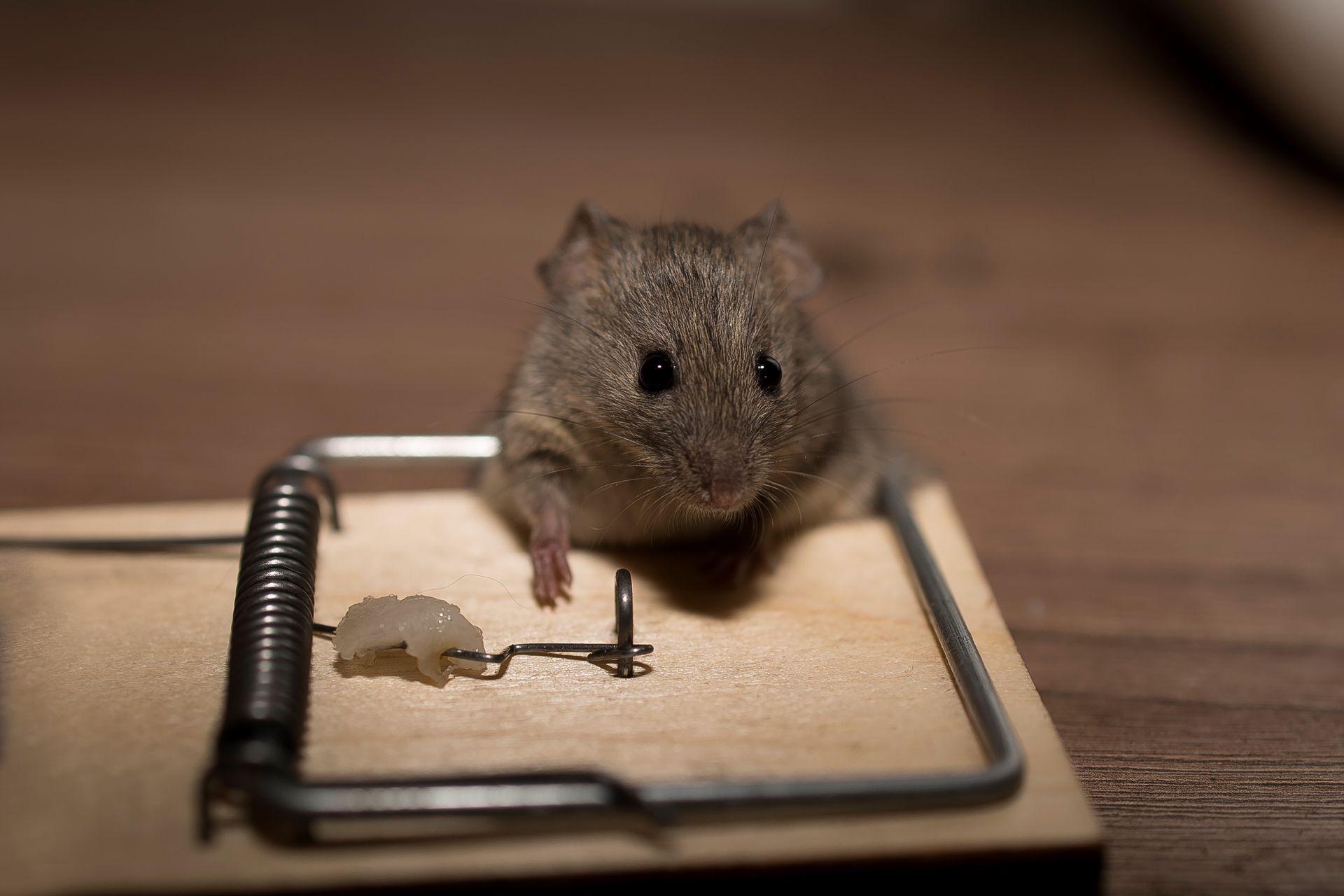 Souris prise au piège à souris en bois avec appât. Brun foncé, gros plan, regardant le spectateur.