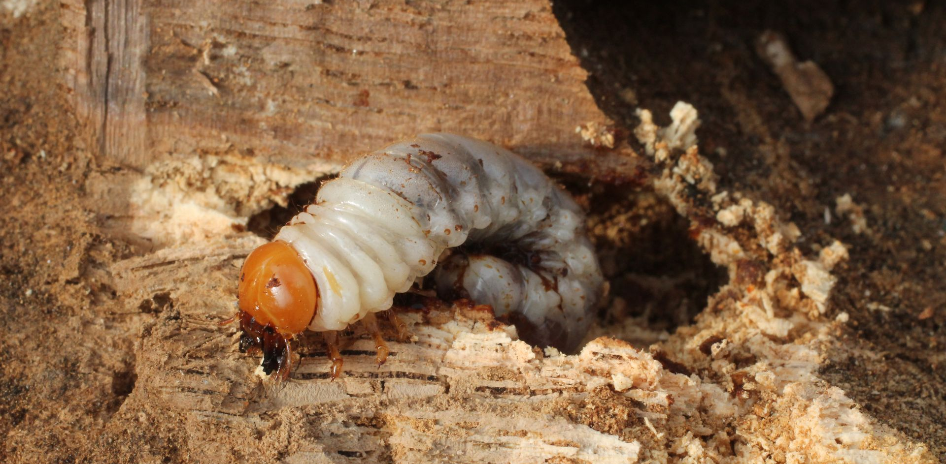 Une grosse larve à tête orange se trouve à l'intérieur d'un trou dans du bois.