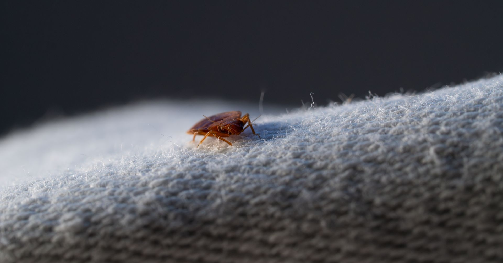 Punaise de lit sur un tissu bleu clair.