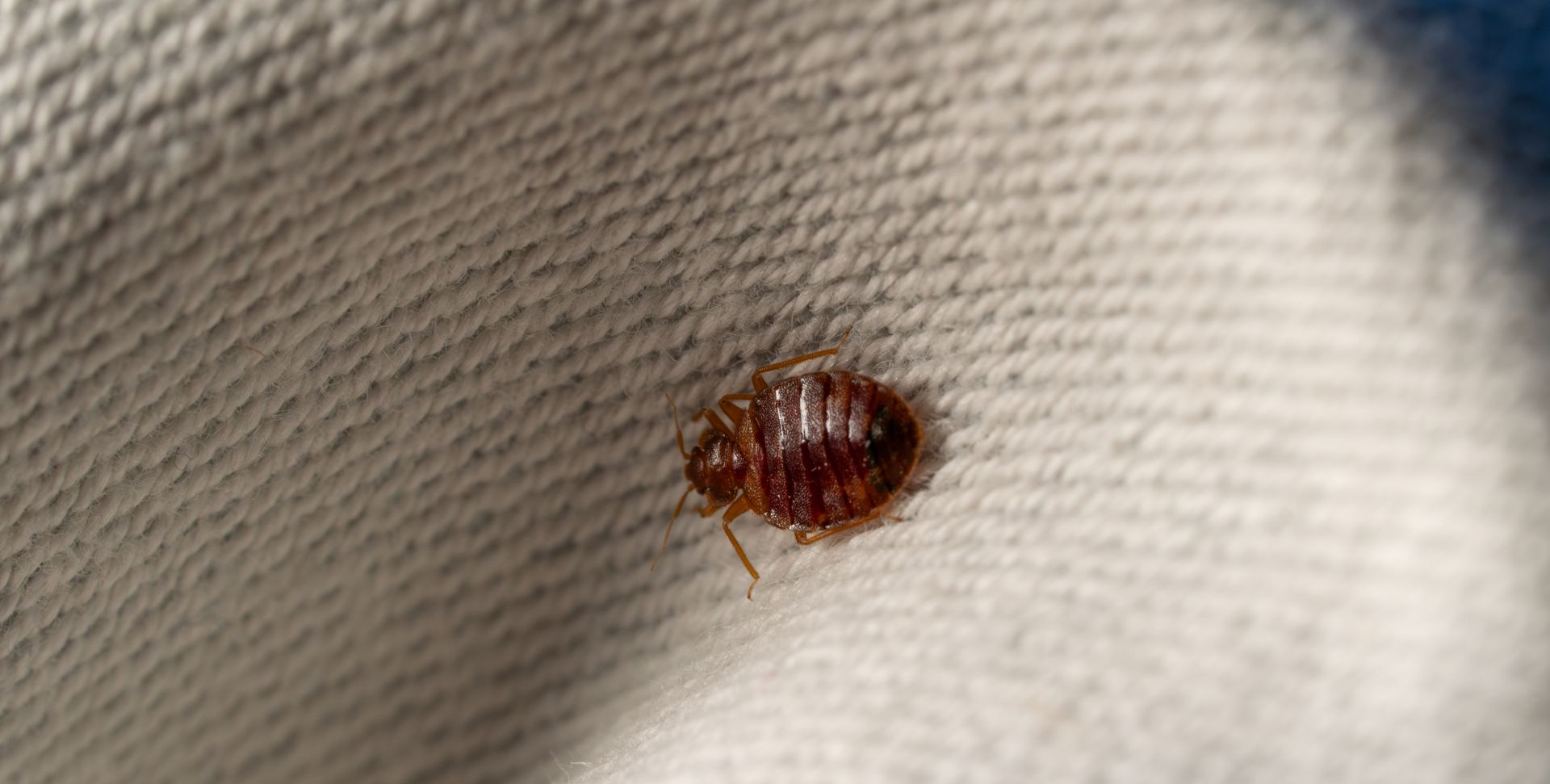 Punaise de lit sur un tissu couleur crème. Corps ovale brun rougeâtre à six pattes.