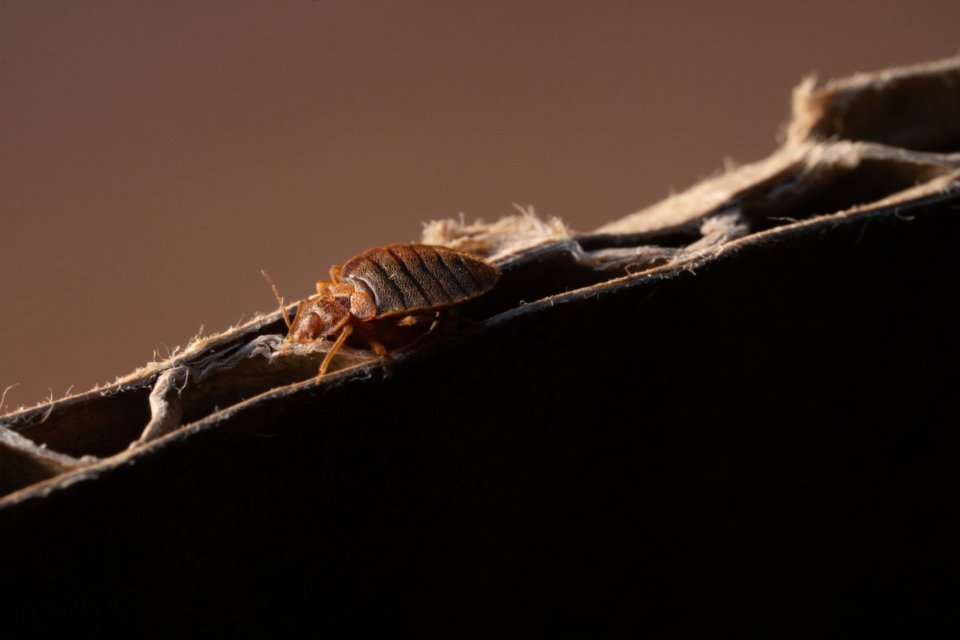 Punaise de lit sur carton, corps brun, six pattes visibles.