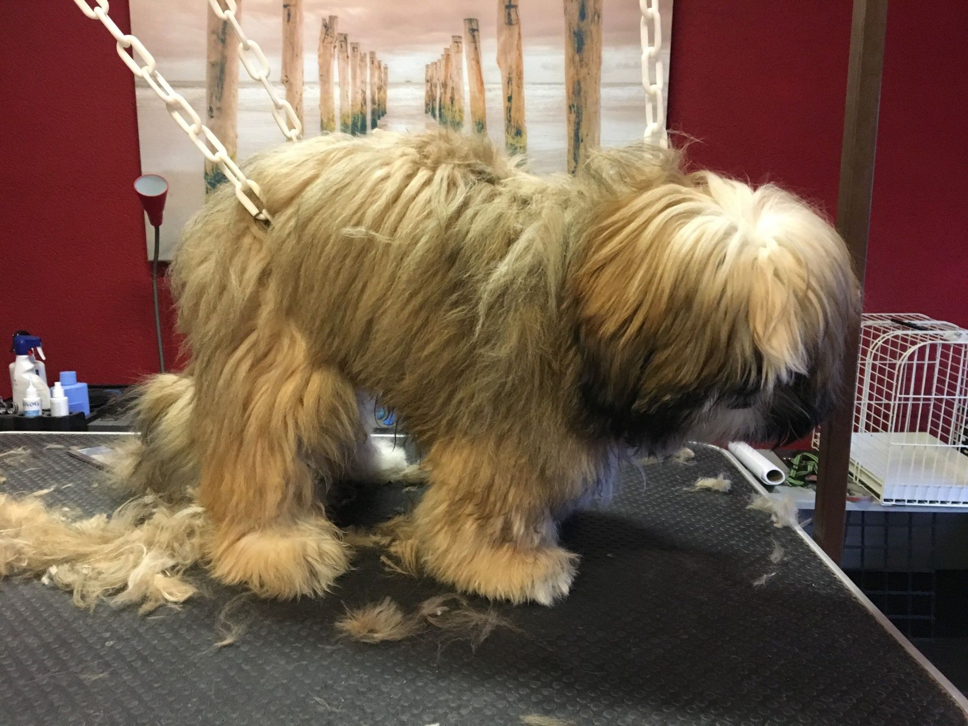 Salon de toilettage - Le Loup - La Tour de Trême