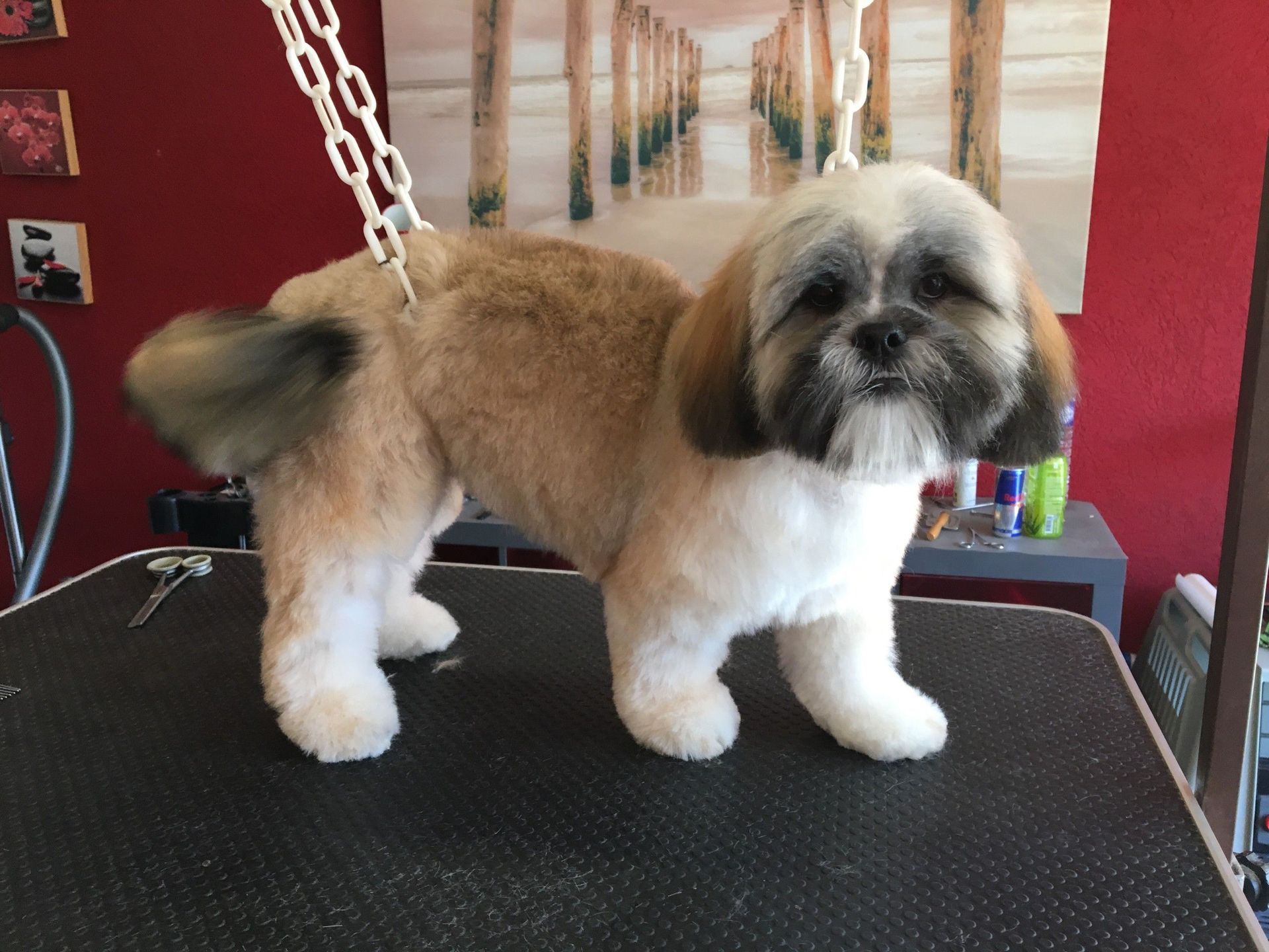 Chien après soin de toilettage - Toiletteur Le Loup - La Tour de Trême