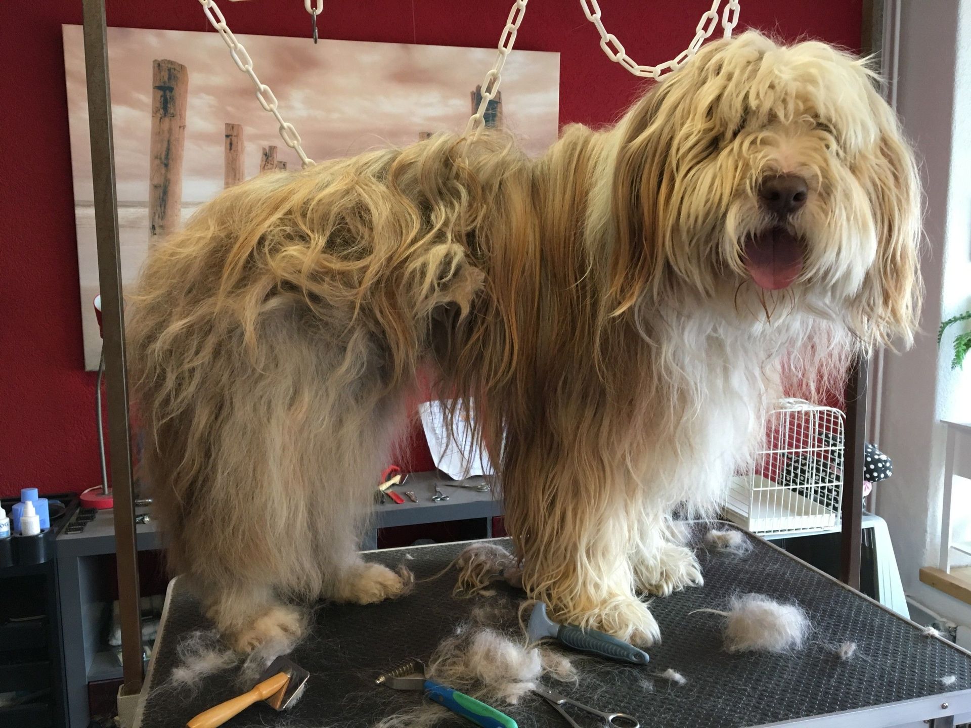 Chien avant toilettage - Toiletteur Le Loup - La Tour de Trême