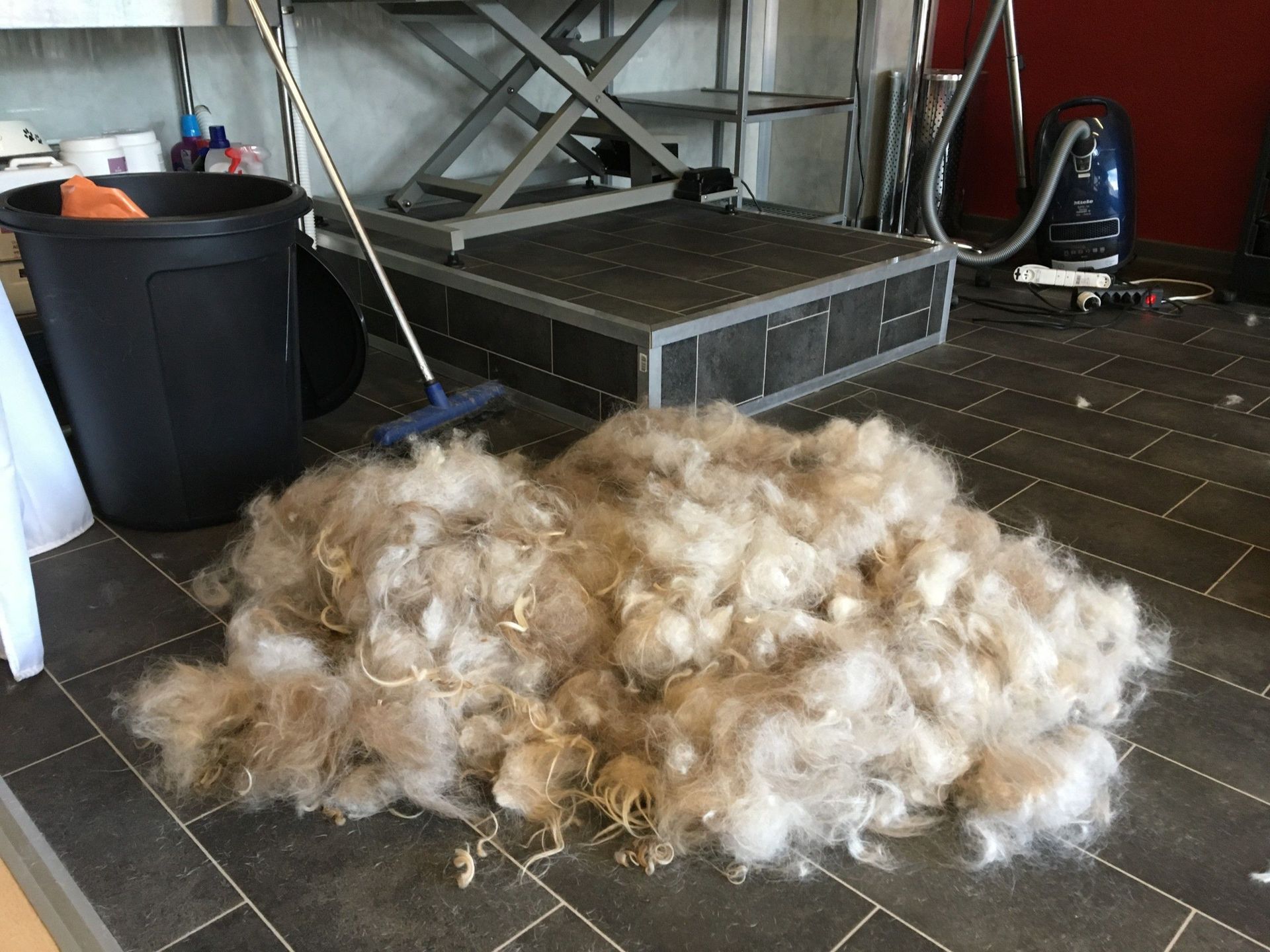 Chien avant soins de toilettage - Le Loup - La Tour de Trême