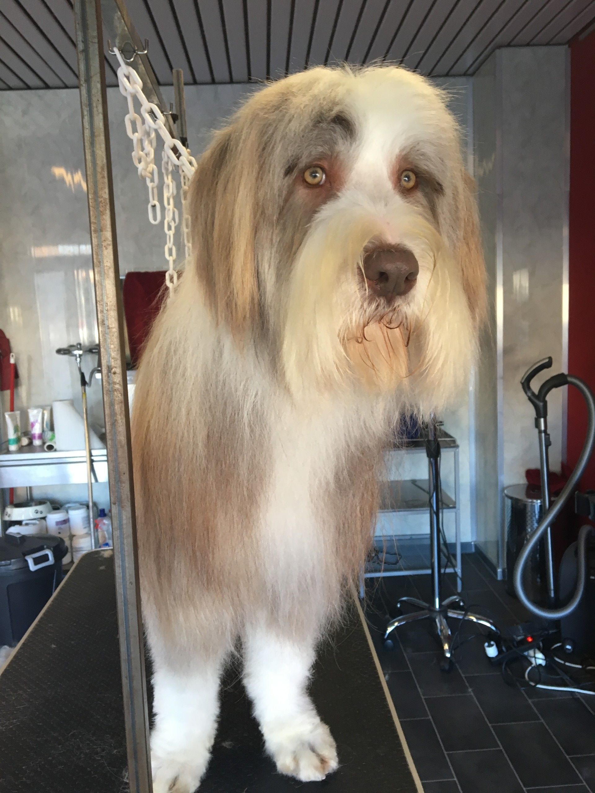 Coupe poil chien - Toilettage - Le Loup - La Tour de Trême