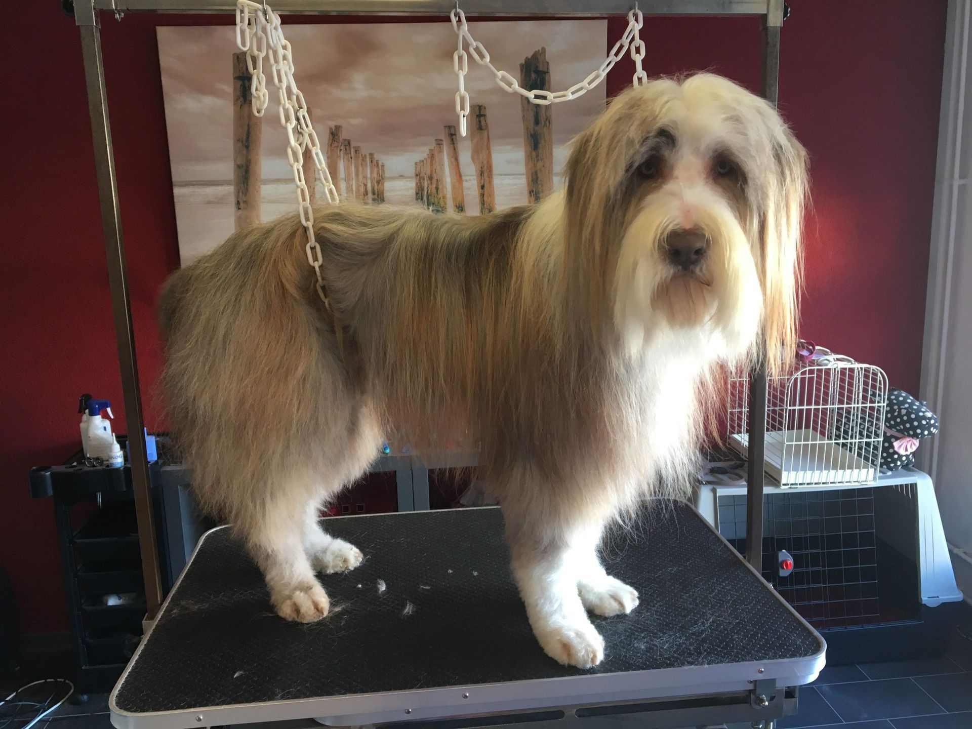 Coupe toilettage chiens - Le Loup - La Tour de Trême