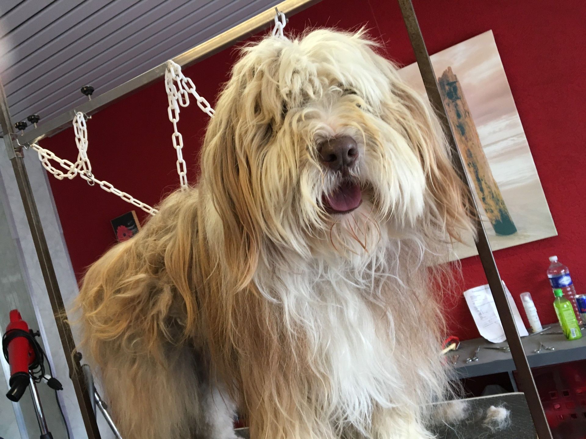 Table de toilettage - Le Loup - La Tour de Trême