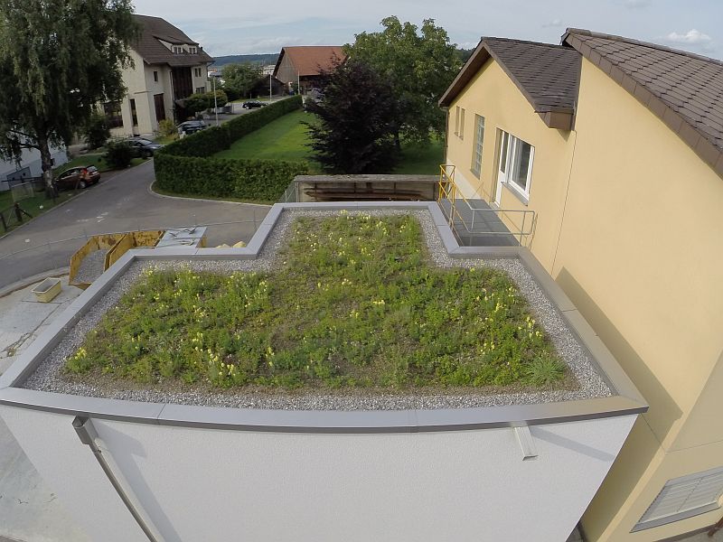 Dachbegrünung - Zasag AG - Eglisau