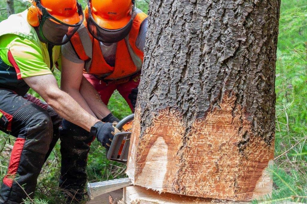 Deux personnes coupent un tronc d'arbre à la tronçonneuse ; toutes deux portent un équipement de sécurité, en milieu forestier.