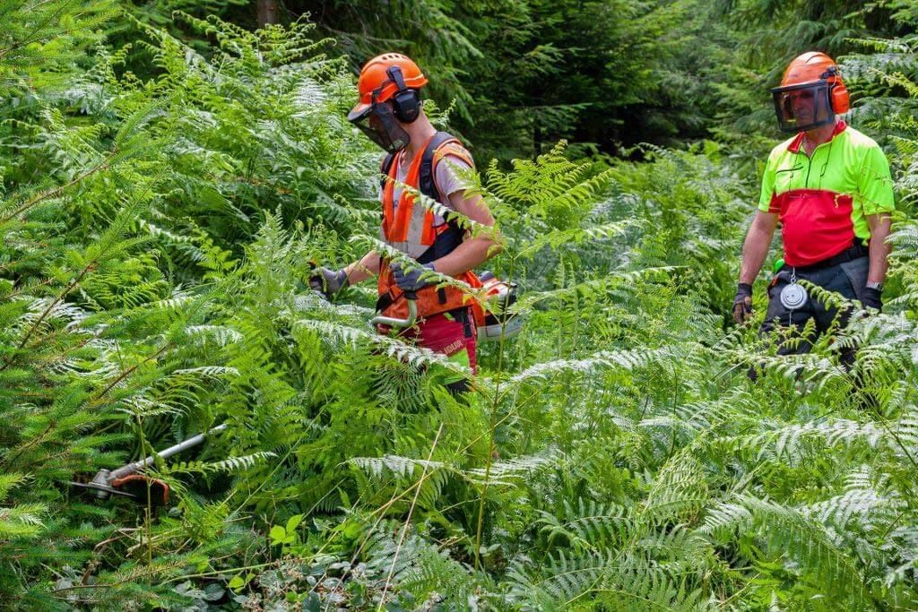 Deux ouvriers forestiers débroussaillant une forêt, vêtus d'équipements de protection.