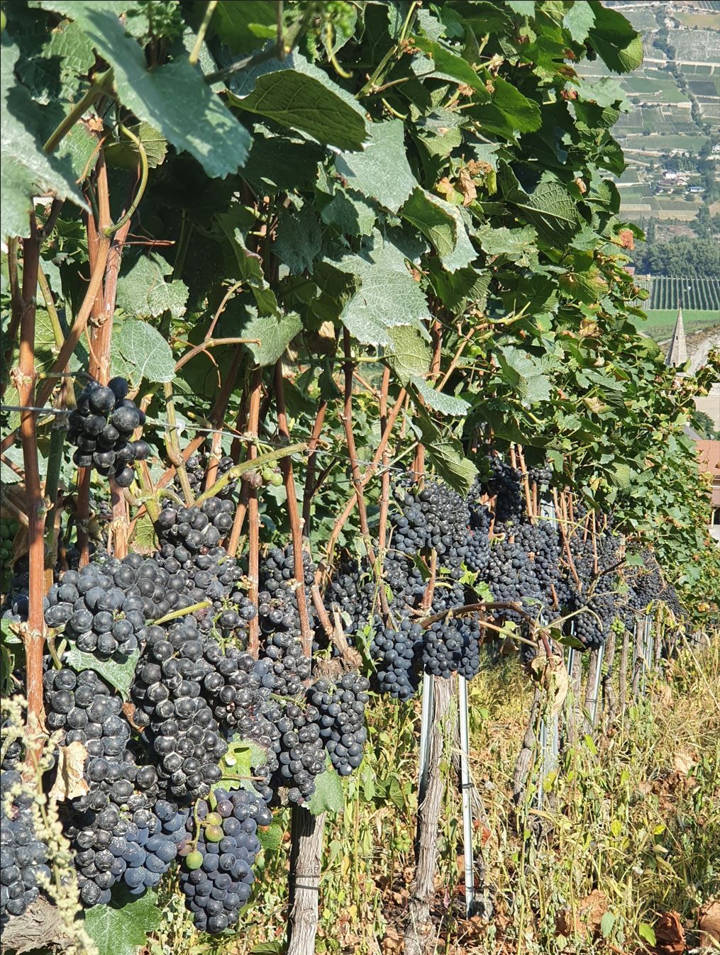 parcelles de vignes