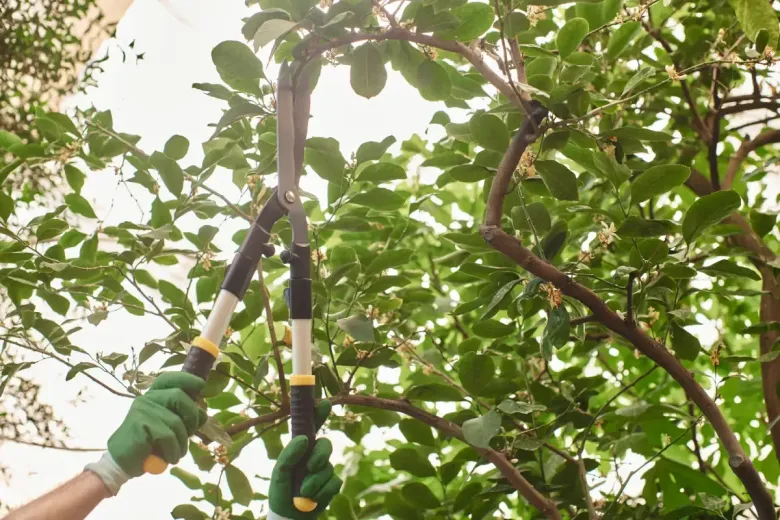 Manos con guantes verdes podando un árbol con tijeras de mango largo; entorno soleado al aire libre.