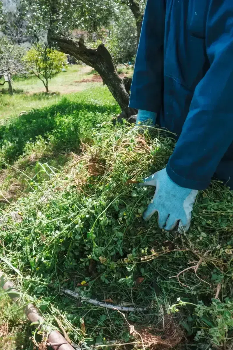 Persona con chaqueta azul y guantes cuidando una pila de abono compuesto por materia vegetal verde y marrón.