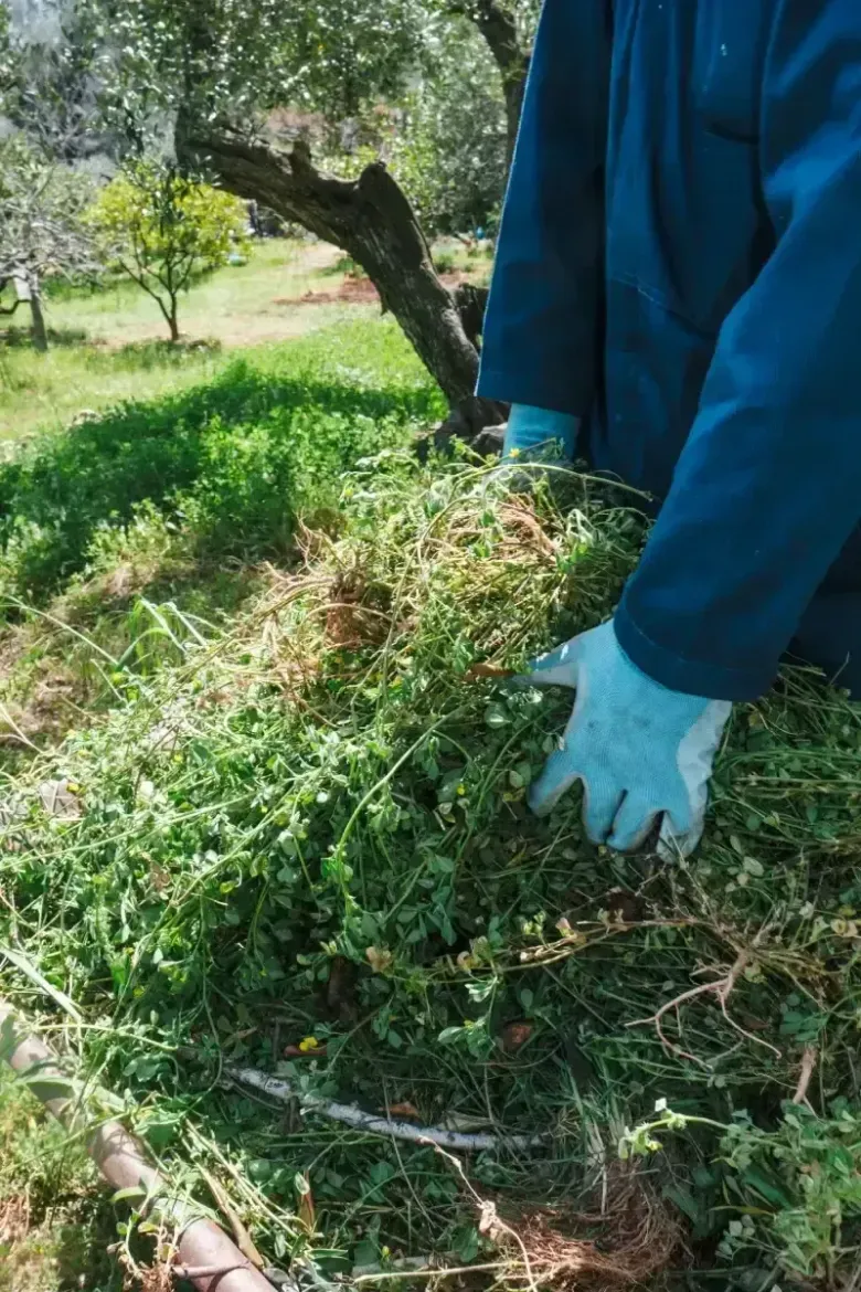 Persona con chaqueta azul y guantes cuidando una pila de abono compuesto por materia vegetal verde y marrón.