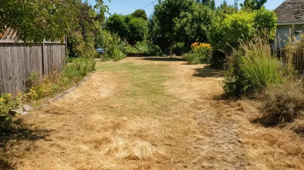 Césped seco y muerto en un patio trasero con árboles y una cerca en un día soleado.