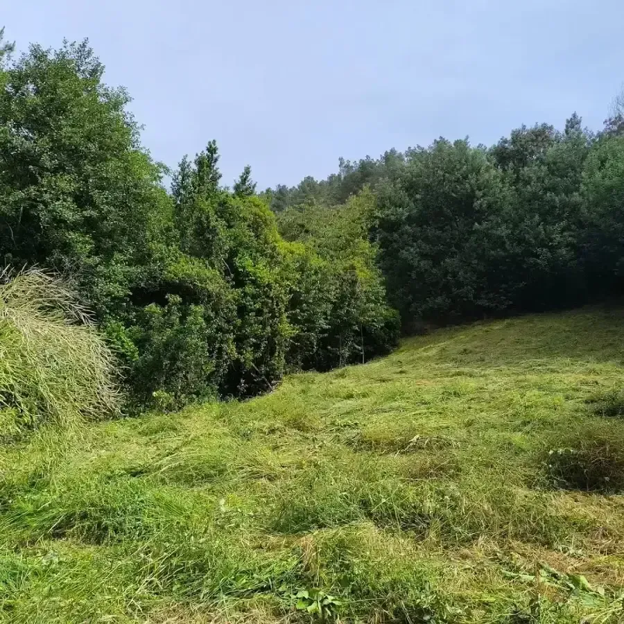 Campo verde que conduce a un bosque denso bajo un cielo azul.