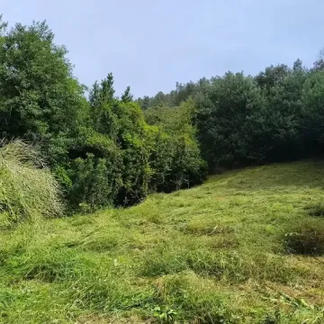 Campo verde que conduce a un bosque denso bajo un cielo azul.