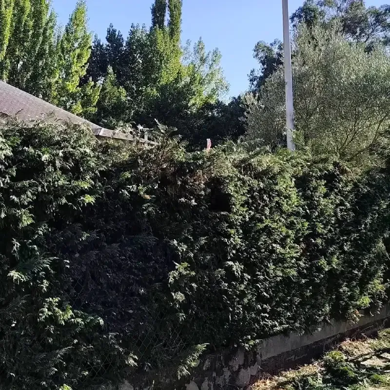 Seto verde con árboles al fondo bajo un cielo azul.