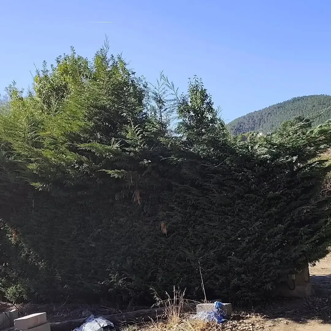 Árboles y arbustos verdes bajo un cielo azul claro, montaña al fondo.