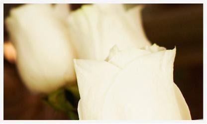 Un primer plano de una rosa blanca con un fondo marrón.