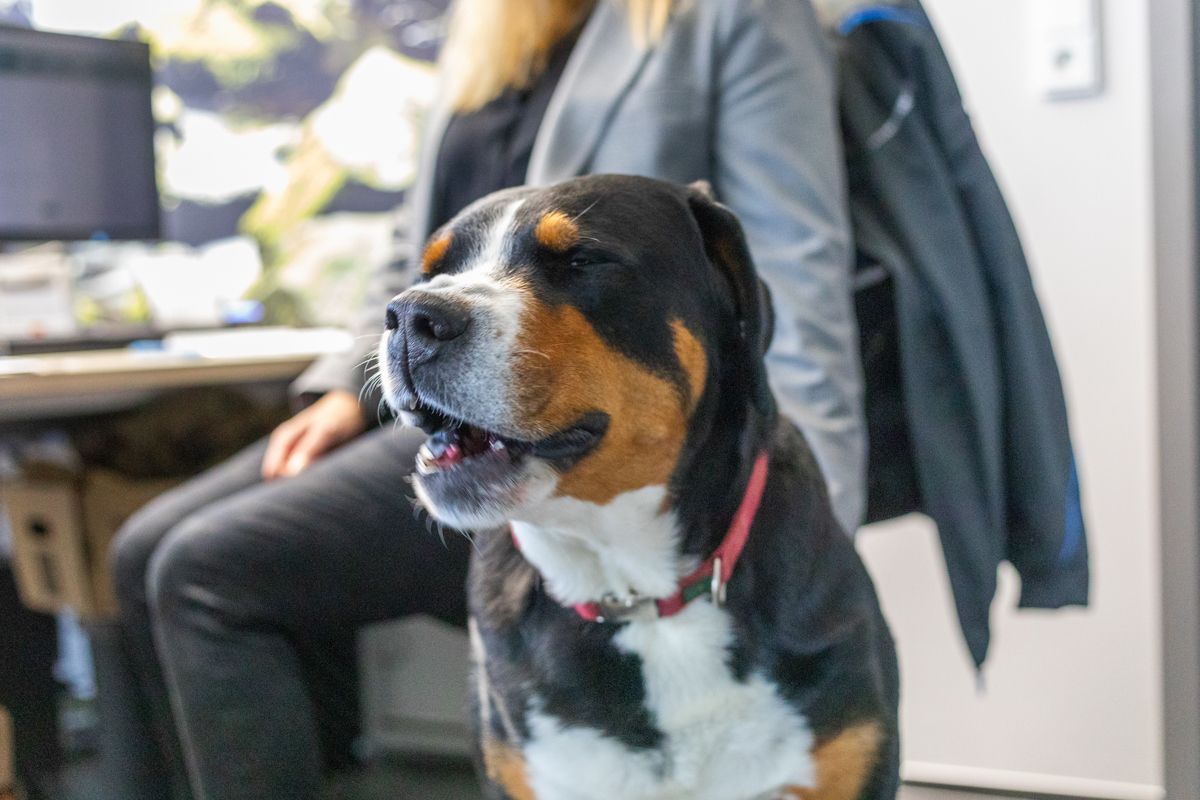 Ein großer braun-weißer Hund sitzt neben einer Frau.