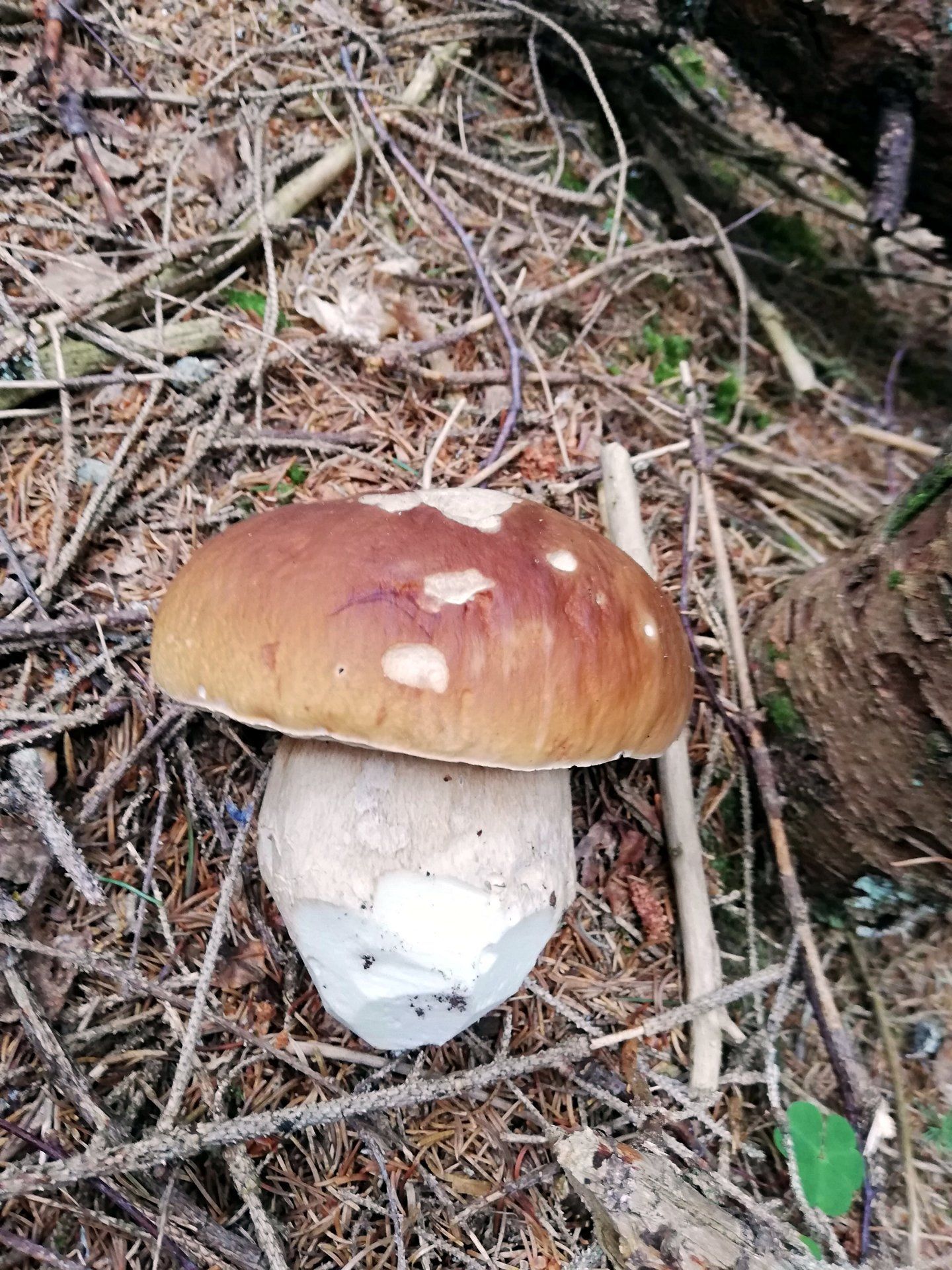 Steinpilz im Bergwald bei Radstadt