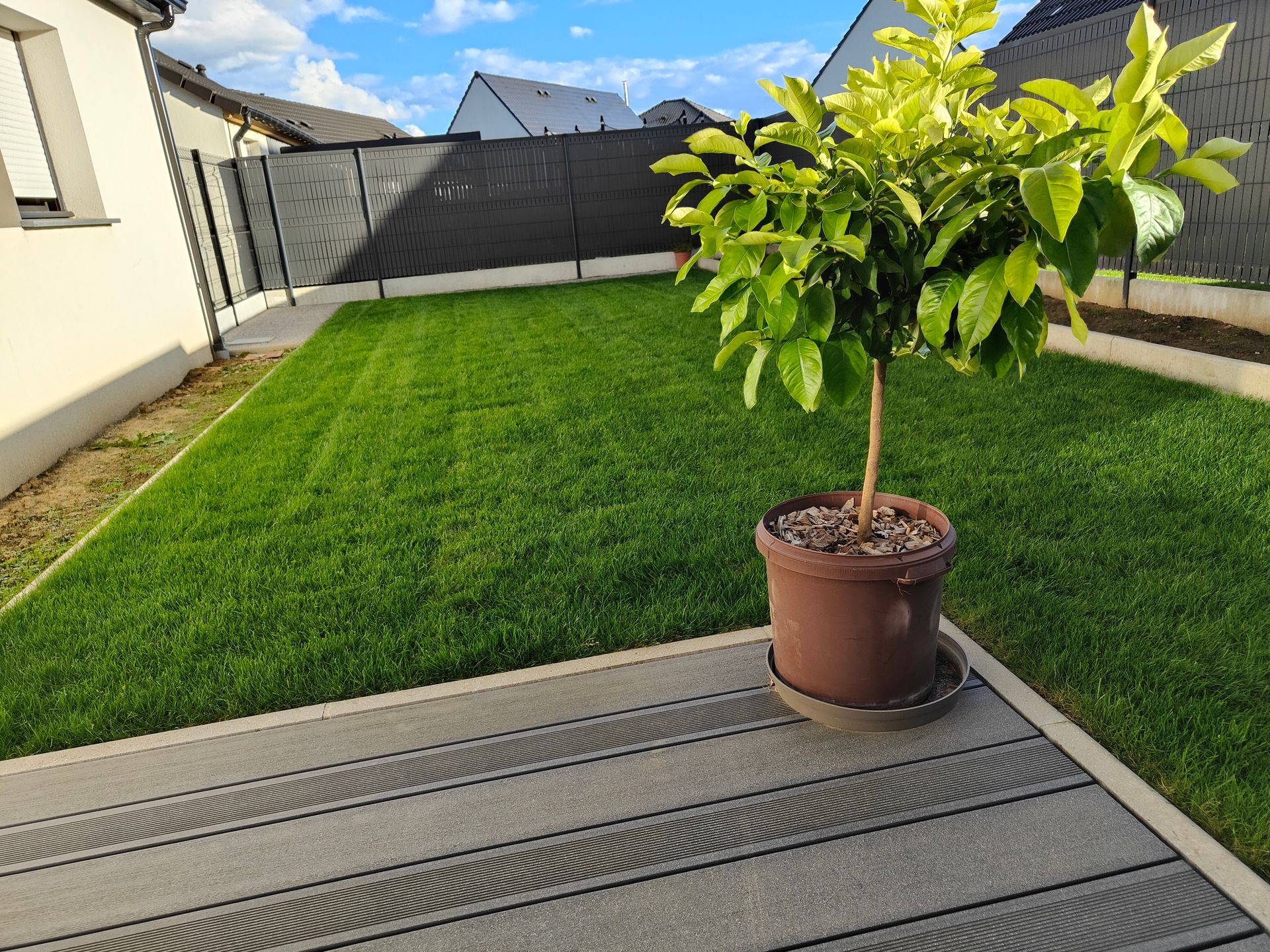 Un agrume en pot sur une terrasse donnant sur une pelouse arrière soigneusement entretenue.