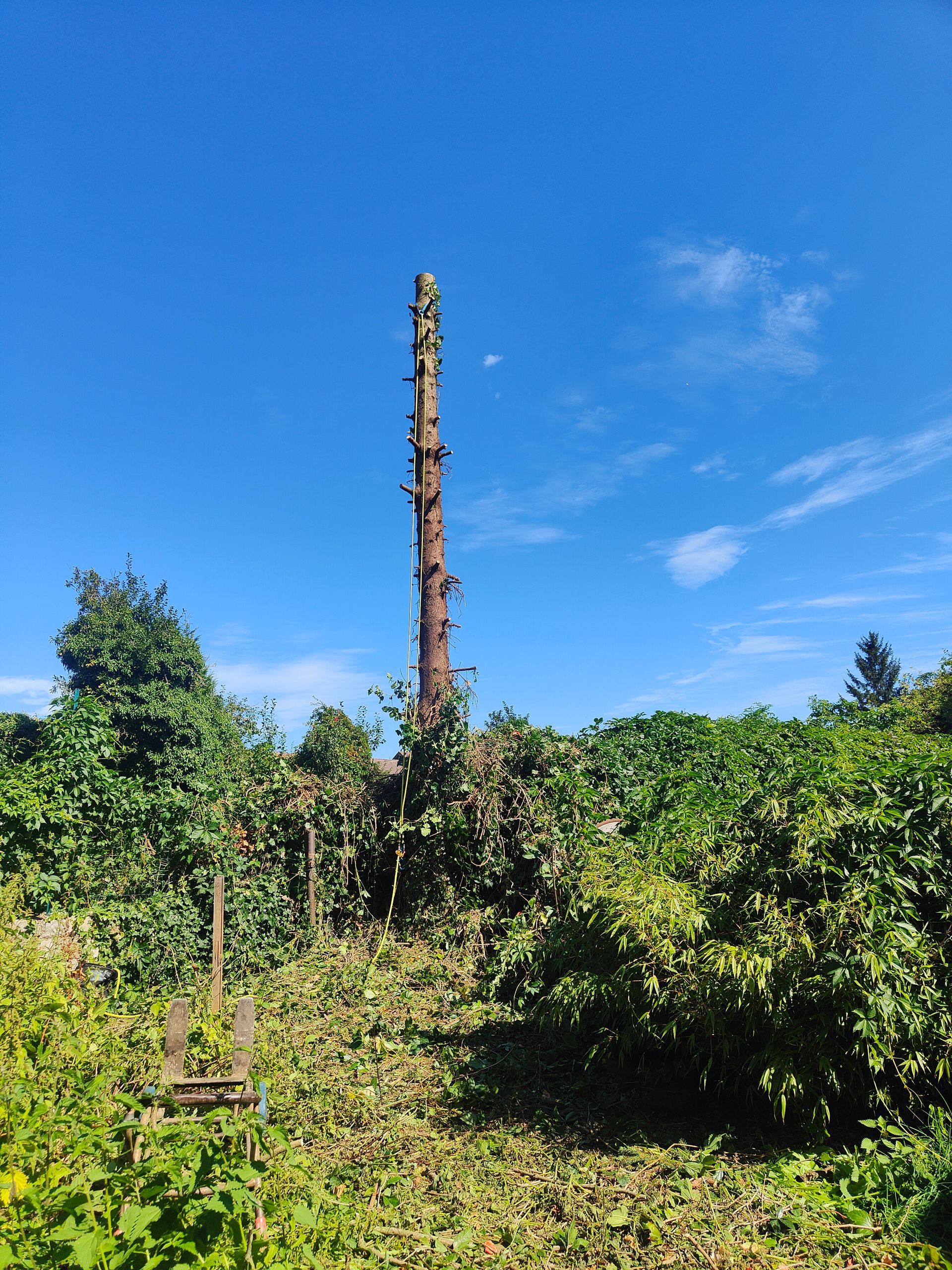 Un haut tronc d'arbre mort se dresse au-dessus d'un dense feuillage vert sous un ciel d'un bleu éclatant.