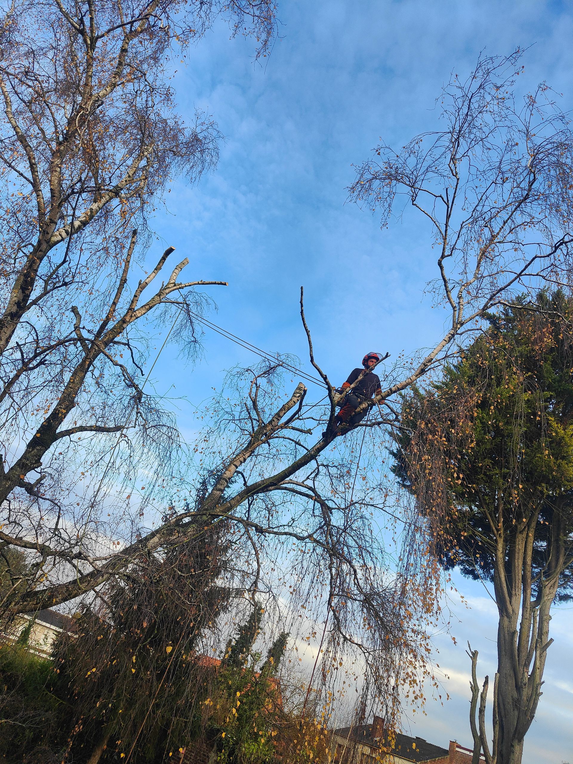 Oiseau perché sur une branche d'arbre dénudée, se détachant sur un ciel d'un bleu éclatant.