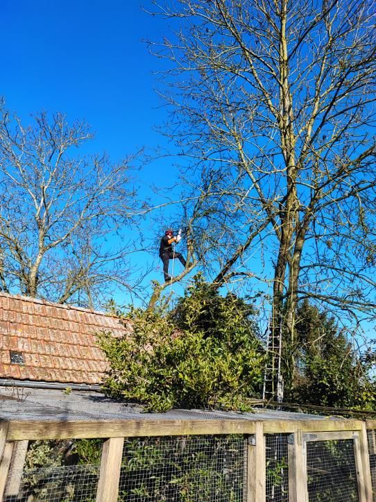 Une personne sur une corde, haut au-dessus du toit d'un jardin et des arbres, sous un ciel d'un bleu éclatant.