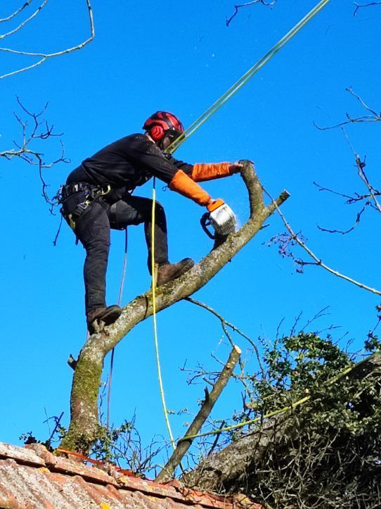 Un arboriste avec un casque rouge élague un arbre à la tronçonneuse sur fond de ciel bleu.