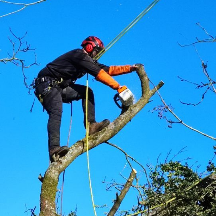 Arboriste casqué et ganté utilisant une tronçonneuse pour couper une branche d'arbre sur fond de ciel bleu