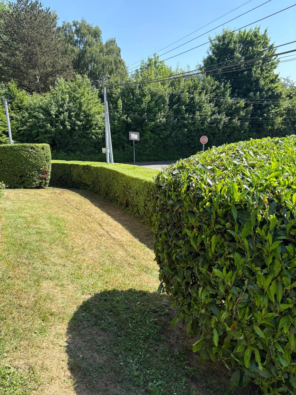 Allée de jardin ensoleillée bordée de haies taillées et d'arbres, au bord d'une route tranquille.