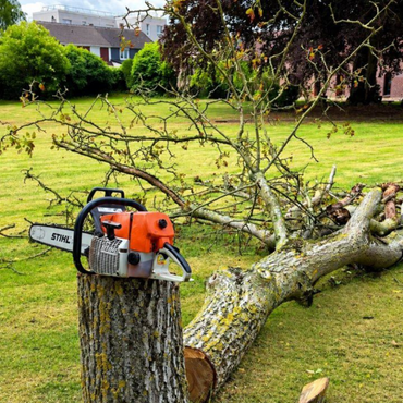 Tronçonneuse posée près d'un tronc d'arbre coupé, à côté d'un arbre tombé dans un parc herbeux.