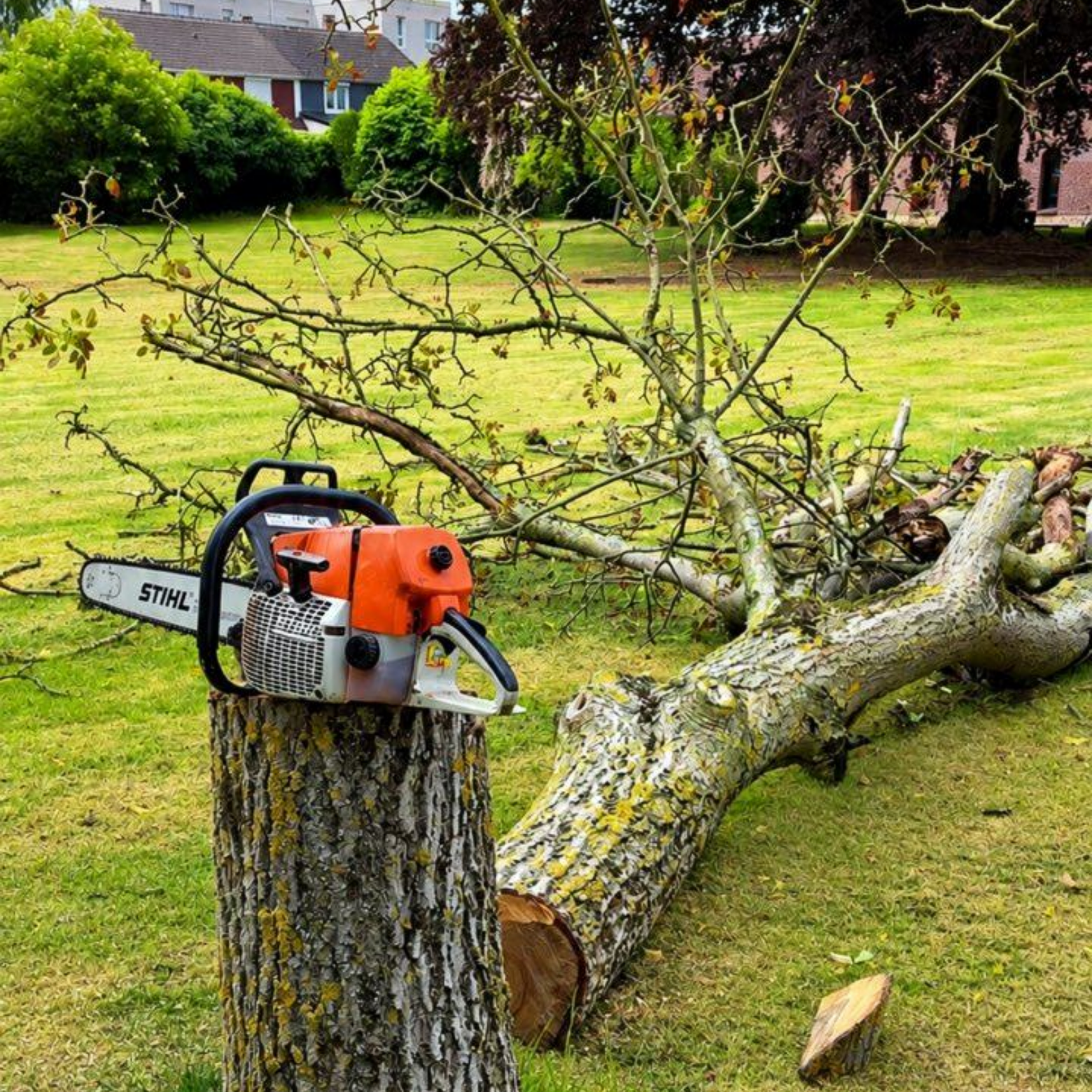 Tronçonneuse posée sur une souche à côté d'un arbre coupé dans un jardin.