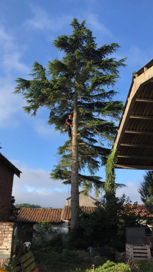 Grand conifère dans un jardin à côté d'une maison, sous un ciel bleu