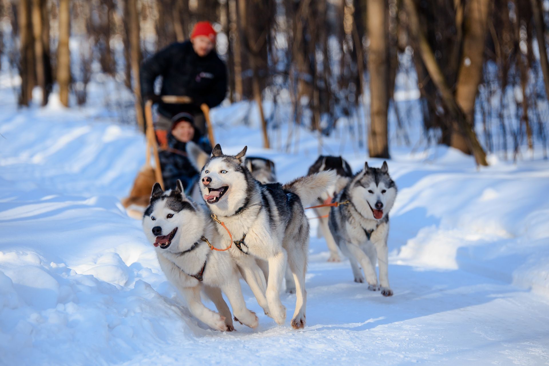 Quatre huskies tirant un traîneau à travers les bois enneigés, avec un musher coiffé d'un chapeau rouge derrière eux.