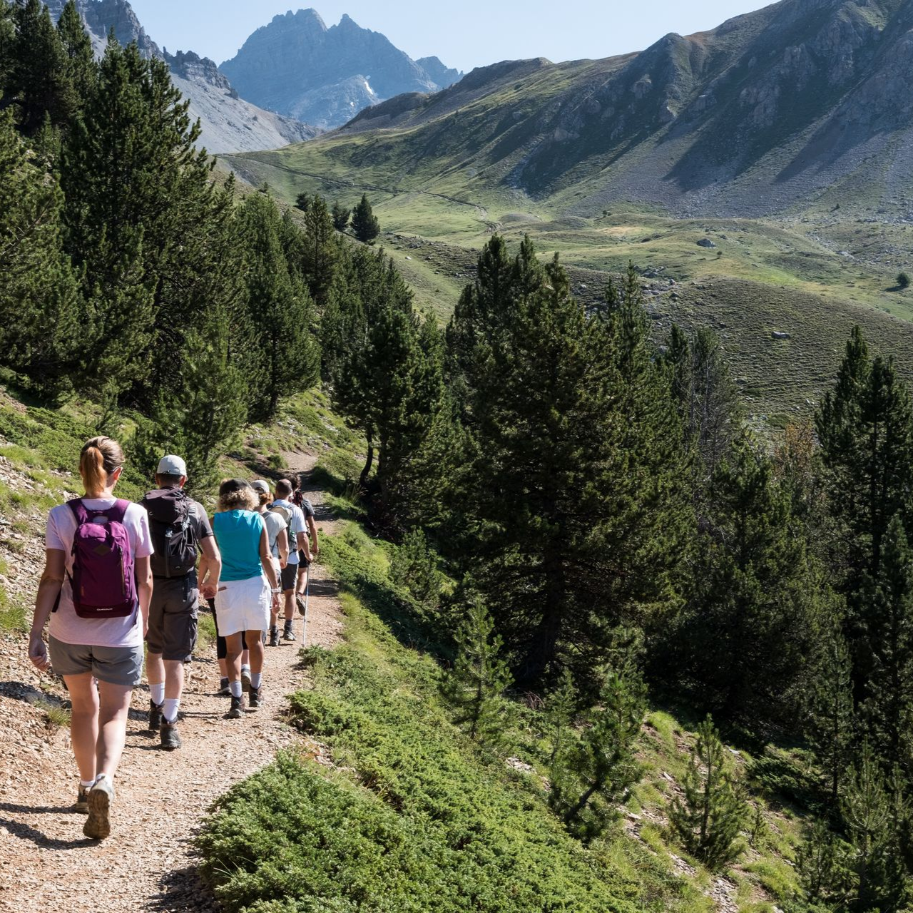 Des randonneurs marchent sur un sentier de montagne à travers une pinède.