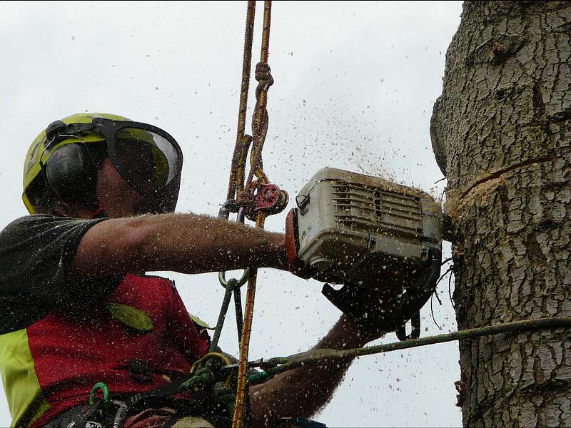 Votre élagueur Votre élagueur