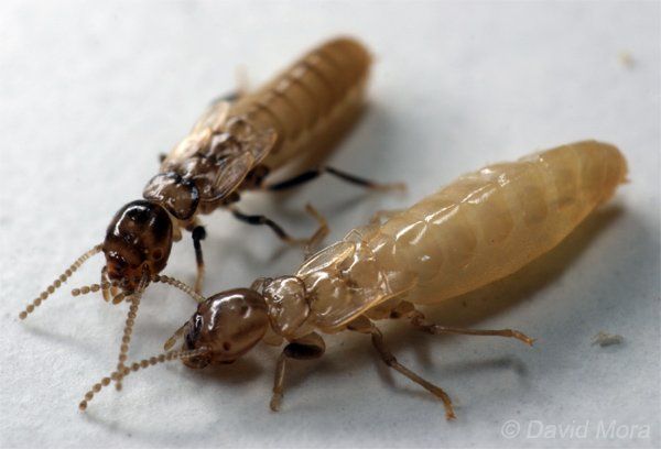Termites neoteniques