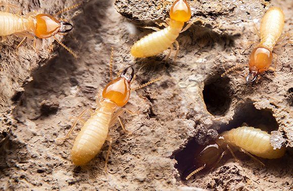 Termites sur une termitière