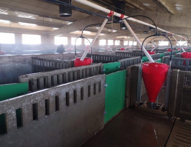 Una hilera de corrales de cerdos con cubos rojos en ellos
