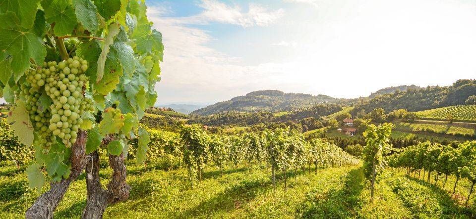 Weingut F. G. Kost — photo 4