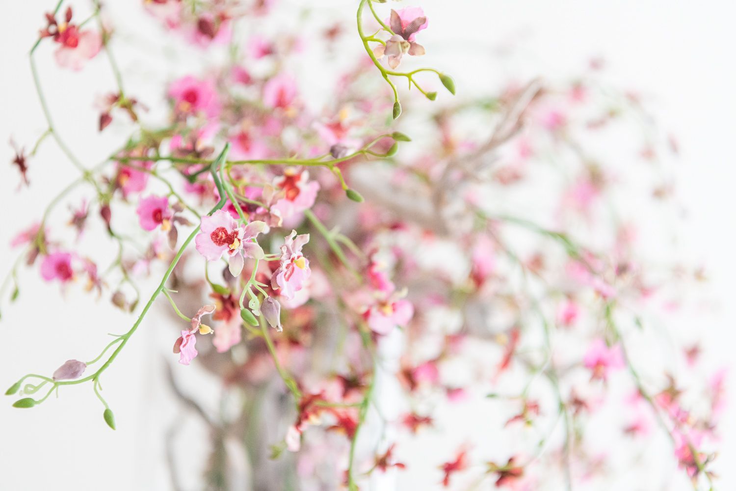 Dr. med. Kuno D.P. Bigger