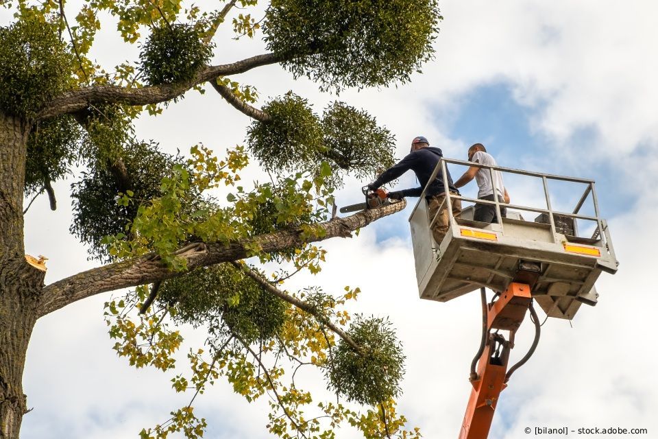 Zwei Arbeiter in einem Hubarbeitskorb benutzen eine Kettensäge, um Äste von einem mit Misteln bewachsenen Baum abzuschneiden.